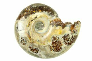 Polished, Sutured Ammonite (Argonauticeras) Fossil - Madagascar #287600