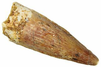 Fossil Spinosaurus Tooth - Real Dinosaur Tooth #292658