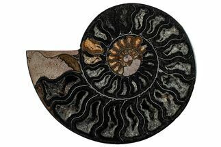 Cut & Polished Ammonite Fossil (Half) - Unusual Black Color #286657