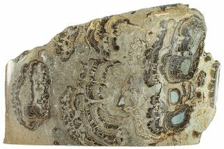 Devonian Stromatolite Slab - Orkney, Scotland #289670