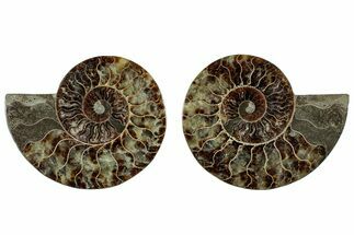 Cut & Polished, Crystal-Filled Ammonite Fossil - Madagascar #292798