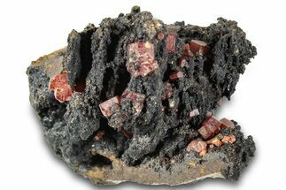 Small Red Vanadinite Crystals on Goethite - Morocco #292907