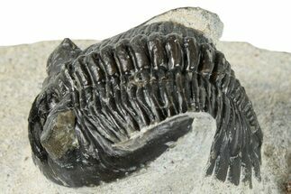 Bargain, Hollardops Trilobite Fossil - Ofaten, Morocco #287456