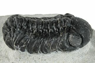 Bargain, Austerops Trilobite - Ofaten, Morocco #287541