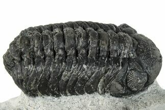 Bargain, Austerops Trilobite - Ofaten, Morocco #287544