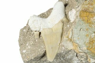 Otodus Shark Tooth Fossil in Rock - Morocco #292033