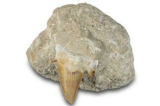 Otodus Shark Tooth Fossil in Rock - Morocco #292034