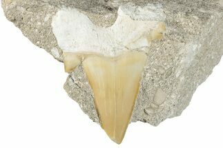 Otodus Shark Tooth Fossil in Rock - Morocco #292041