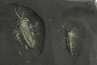 Two Pyritized Triarthrus Trilobites With Appendages - New York #293172