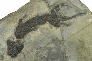 Reptile, Amphibians & Synapsids For Sale