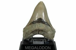 Serrated, Fossil Megalodon Tooth - Aurora, North Carolina #293090