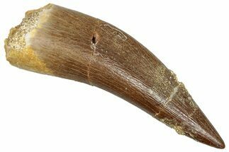 Fossil Plesiosaur (Zarafasaura) Tooth - Morocco #293200
