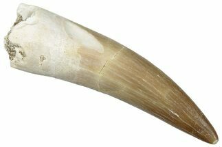Fossil Plesiosaur (Zarafasaura) Tooth - Morocco #293205