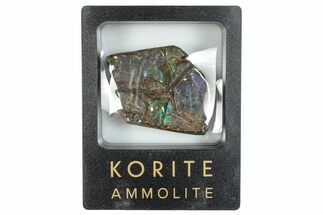 Iridescent Ammolite (Fossil Ammonite Shell) - Rare Purple! #293296