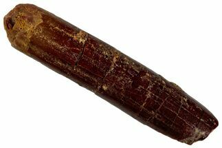 Fossil Sauropod Dinosaur (Rebbachisaurus) Tooth - Morocco #293651