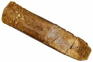 Fossil Sauropod Dinosaur (Rebbachisaurus) Tooth - Morocco #293676