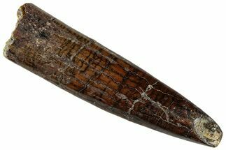 Fossil Sauropod Dinosaur (Rebbachisaurus) Tooth - Morocco #293683