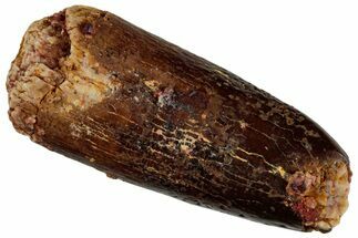 Fossil Sauropod Dinosaur (Titanosaur) Tooth - Morocco #293686