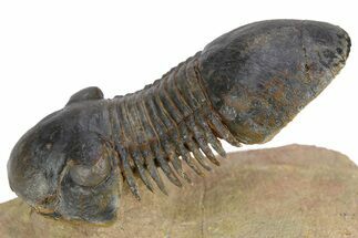 Flying Paralejurus Trilobite - Atchana, Morocco #250005