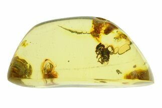 Polished Colombian Copal ( g) - Contains Termite and Beetle! #293570