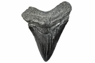 Fossil Megalodon Tooth - South Carolina #293841