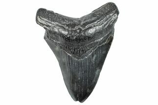 Fossil Megalodon Tooth - South Carolina #293886