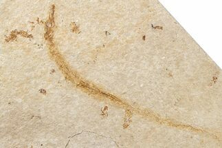 Juvenile Fossil Pipefish (Syngnathus) - California #293911