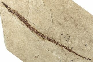Fossil Pipefish (Syngnathus) - California #293915