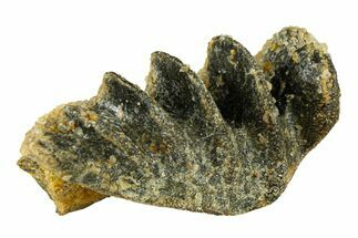 Cretaceous Lungfish (Ceratodus) Tooth Plate - Morocco #294026