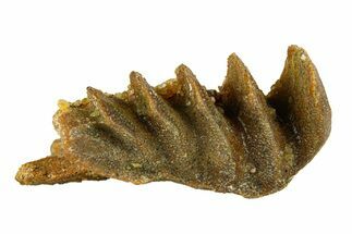 Cretaceous Lungfish (Ceratodus) Tooth Plate - Morocco #294037