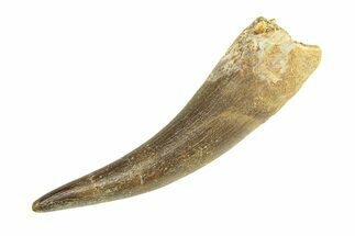 Fossil Plesiosaur (Zarafasaura) Tooth - Morocco #293224