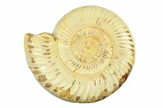 Polished Jurassic Ammonite (Kranosphinctes) - Madagascar #293947