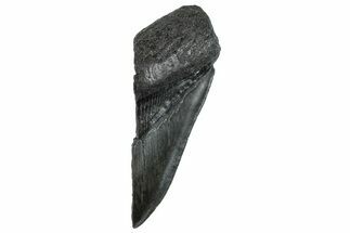 Partial Fossil Megalodon Tooth - Serrated Edge #293950