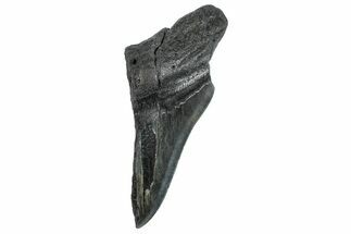 Partial Fossil Megalodon Tooth - South Carolina #293954