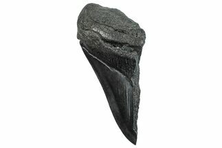 Partial Fossil Megalodon Tooth - South Carolina #293966