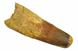 Real Fossil Spinosaurus Tooth - Feeding Worn Tip #294109