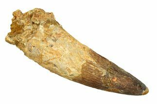 Real Spinosaurus Tooth - Incredible Beast of a Tooth! #294165