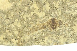 Detailed Fossil Crane Fly (Tipula) - France #294121