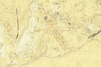 Detailed Fossil Crane Fly (Tipula) - France #294119
