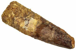 Fossil Spinosaurus Tooth - Real Dinosaur Tooth #294000