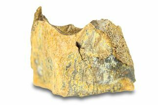 Fossil Hadrosaur (Edmontosaurus) Shed Tooth - Wyoming #293804