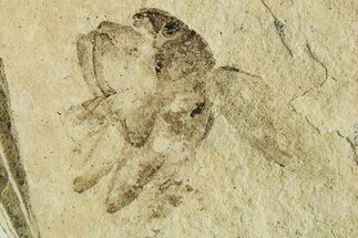 Fossil True Weevil (Curculionidae) Beetle - France #294144