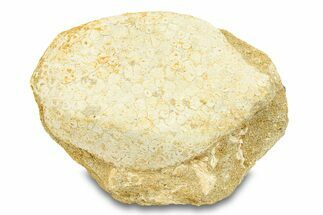 Fossil Crusher Fish (Eodiaphyodus) Mouth Plate -Morocco #294186