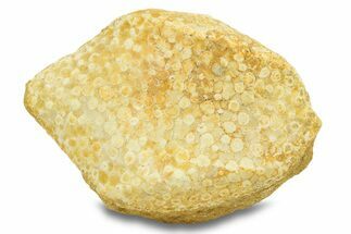 Fossil Crusher Fish (Eodiaphyodus) Mouth Plate -Morocco #294194