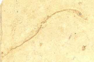 Fossil Juvenile Pipefish (Syngnathus) - California #294270