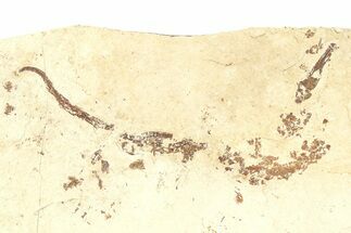 Fossil Pipefish (Syngnathus) - California #294273