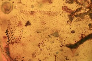 Fossil Reptile Skin and Vertebral Column in Amber - Myanmar #109517