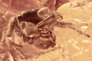 Fossil Jumping Spider (Salticidae) In Baltic Amber #294344