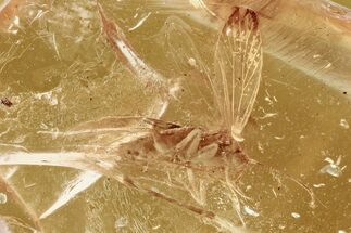 Detailed Fossil Moth (Lepidoptera) in Baltic Amber #294354