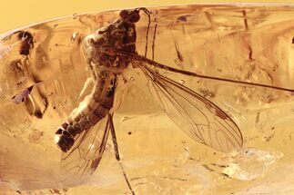 Huge Fossil Crane Fly (Tipulidae) In Baltic Amber #294360